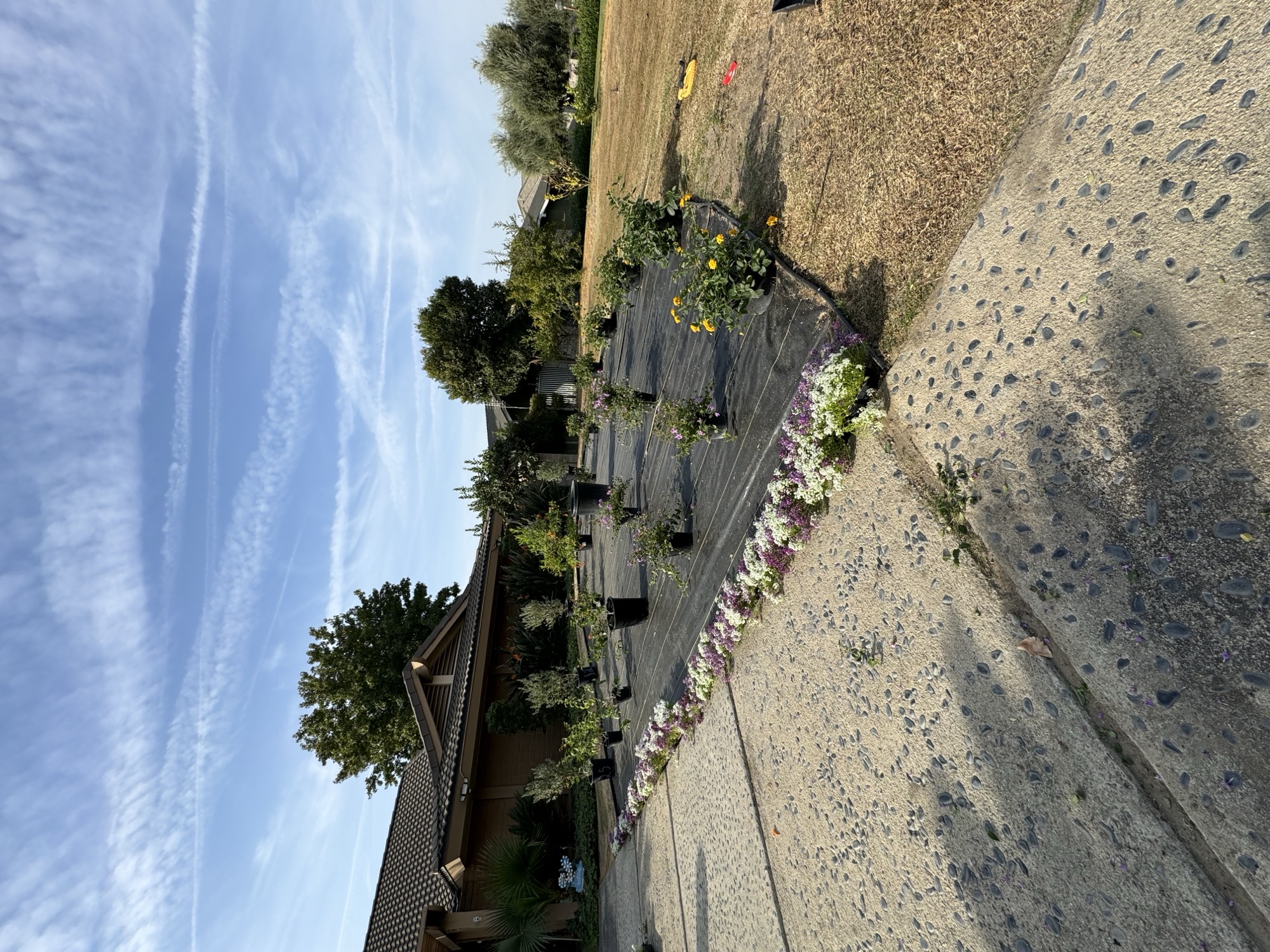 Gravel beds and shrubs